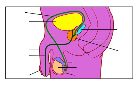 Male Reproductive System Diagram Unlabeled Clipart Best | Images and ...