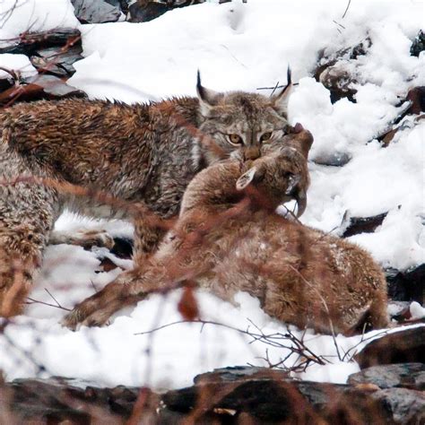 The Northerner on Twitter: "A Eurasian Turkestan Lynx with its prey; a baby Markhor in Hindu ...