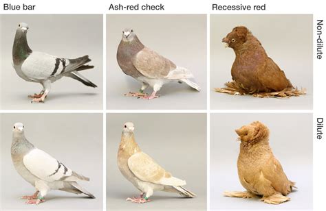 Pigeon Color Genetics