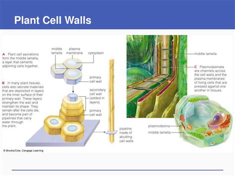 PPT - Cell Structure and Function PowerPoint Presentation, free download - ID:1397804