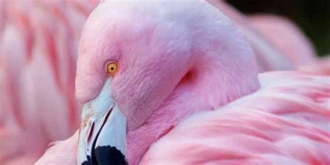 Why Are Flamingos Pink? It's All In The Diet