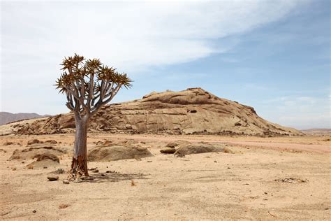 Free Images : landscape, tree, sand, wilderness, desert, valley, dry ...