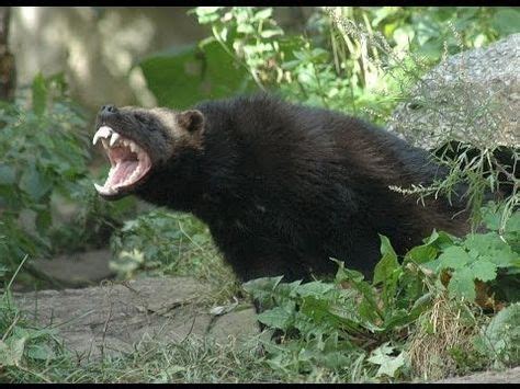 [ National Geographic ] Wolverine Vs Black Bear - YouTube | Grizzly ...