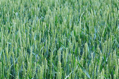 Green Wheat Field Free Stock Photo - Public Domain Pictures