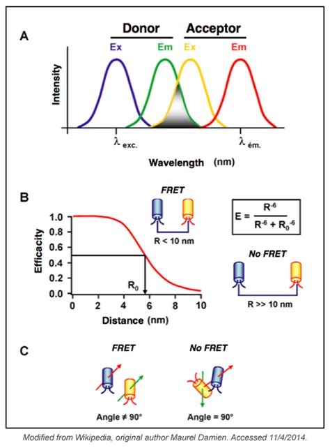 Tips for Using FRET in Your Experiments