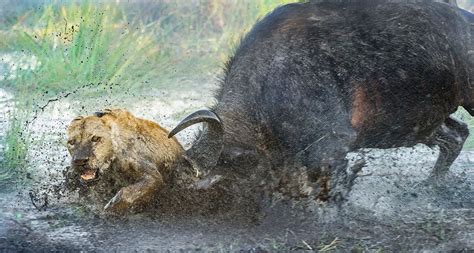 Buffalo vs Lions | AfricaHunting.com