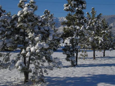 snowy trees Free Photo Download | FreeImages