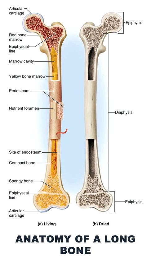 #Muscles #Anatomy & #Physiology #Health #Fitness #Training #Muscle #Bone #Leg | Anatomy, Human ...