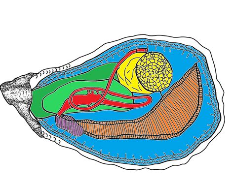 Oyster Anatomy Puzzle | Rebecca J. Stevick