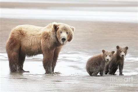 Alaska Brown Bear with Her Cubs Photograph by Linda D Lester - Fine Art ...