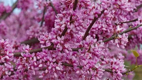 How to Grow and Care for Redbud Tree (Complete Guide)