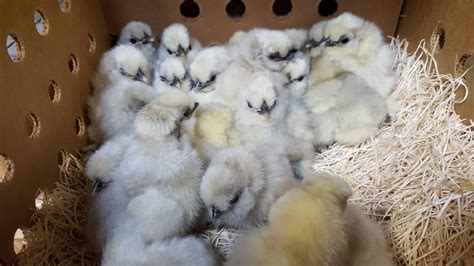 Splash Silkie Bantams - Baby Chicks for Sale | Cackle Hatchery