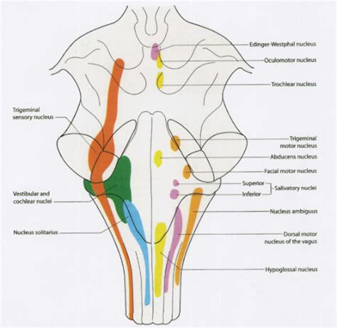 Solitary Nucleus