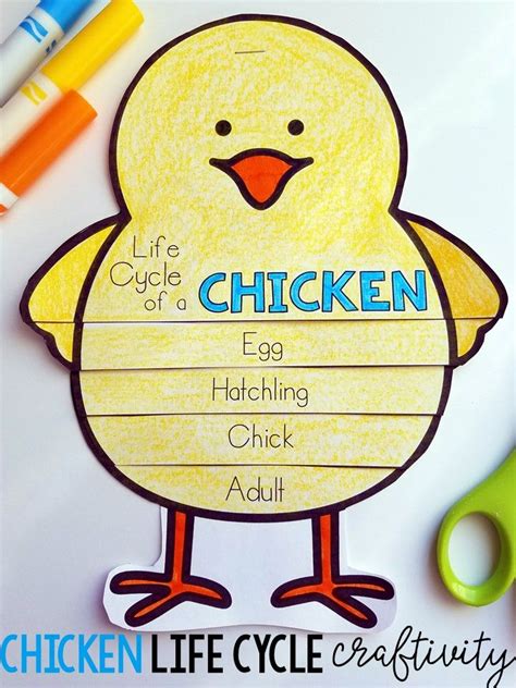 Chicken Life Cycle | Chicken life cycle, Life cycles kindergarten, Life cycles