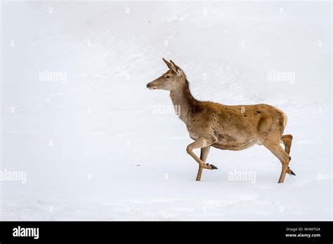 deer while running on the snow background Stock Photo - Alamy