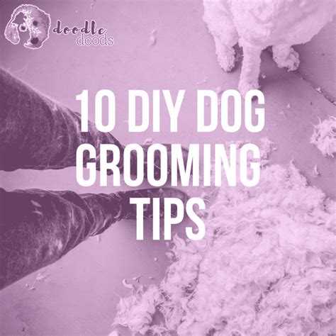 10 DIY Dog Grooming Tips for Grooming At Home - Doodle Doods