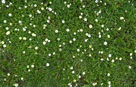 Wallpaper green, wallpaper, white, grass, yellow, texture, flowers, background, pattern, meadow ...