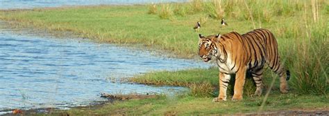 Kaziranga Wildlife Sanctuary | Bespoke Kaziranga Safaris | Natural High