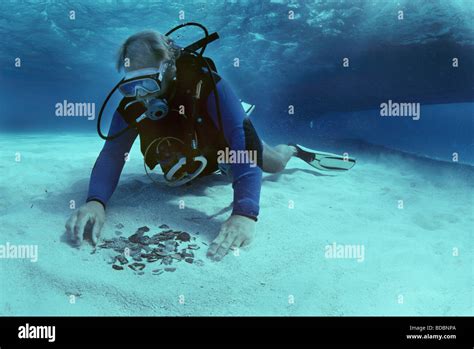 Diver recovers coins from the shipwreck Las Maravillas sunk in 1658 Bahamas Stock Photo - Alamy