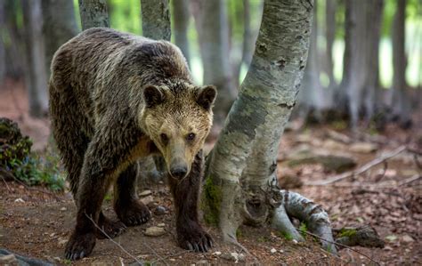 Bears and Dogs and Wolves—Oh My! - VIE Magazine