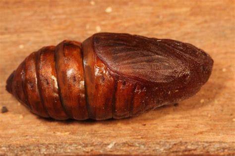 Image result for insect pupa | Food, Beef, Meat