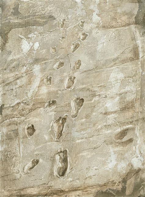 Laetoli Fossil Footprints Photograph by Kennis And Kennismsf