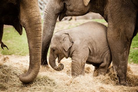 24,786 Baby Elephant Mother Royalty-Free Images, Stock Photos ...