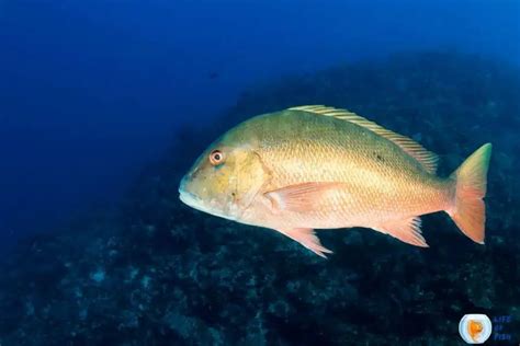 Mutton Snapper Size Limit And More About Mutton Snapper