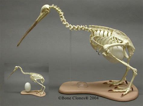 Articulated Kiwi Skeleton and Egg SC-165-A | Animal skeletons, Bones ...