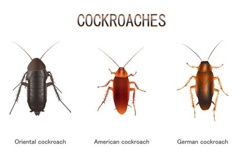 4 Reasons to Hate Cockroaches a Little Less - Craffic