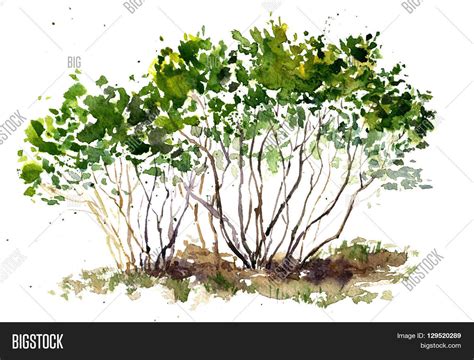 Drawn bush hedge #5 | Кустарники, Акварельные картины, Куст