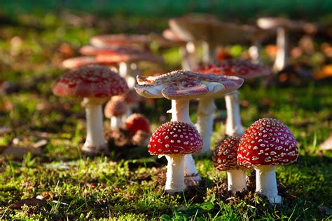 Download Nature Mushroom 4k Ultra HD Wallpaper