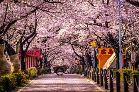 Sakura 2014 : les cerisiers japonais déploient leurs couleurs