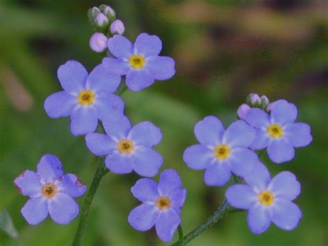 Minnesota Wildflowers: Image Gallery | Owlcation