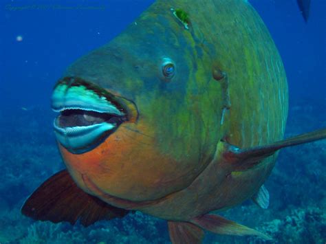 Giant parrotfish | ... was very curious to take a good look … | Flickr