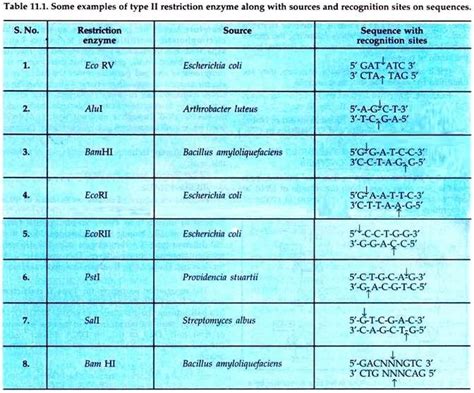 Examples of Type II Restriction Enzyme | Study flashcards, Dna ...