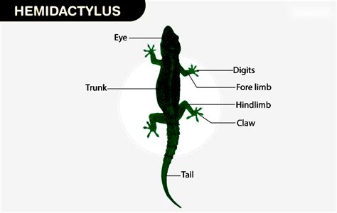 Hemidactylus - Diagram, Description, Habitat, and Classification