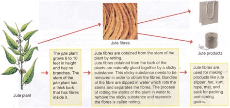 Different Types Of Natural Fibres And Their Uses - A Plus Topper