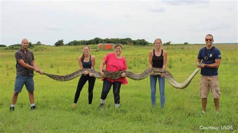 Burmese python bagged in Florida Everglades is one of largest ever ...