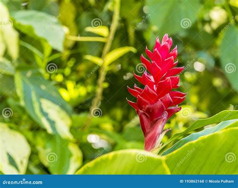 Lipstick Plant With Flowers. Aeschynanthus Radicans Jack. Royalty-Free Stock Photo ...