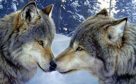 Wallpapers Wolves 4K - Wolf Background Images