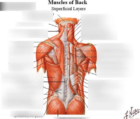 Muscles of the posterior thorax Diagram | Quizlet