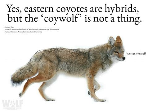 Coyote NY Logo Sm Coywolf 2 E1513092737642.jpg | Wolf Conservation Center