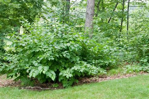 Great Design Plant: Corylus Americana Awakens the Woodland Garden | Woodland garden, Plants ...