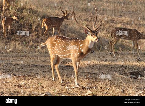 Spotted Deer, Chital Deer Stock Photo - Alamy