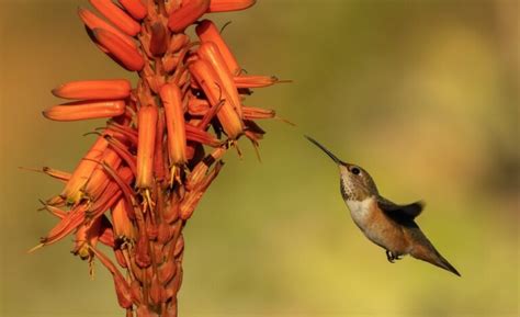 11 Intriguing Facts About The Rufous Hummingbird