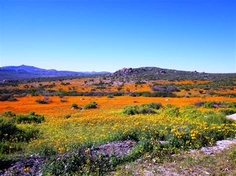 Namaqualand Flowers | Southern Circle Tours & Safaris