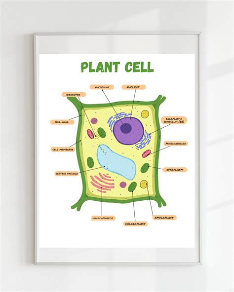 Plant Cell Poster,educational Print, Printable Wall Art, Montessori ...