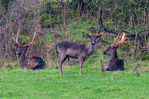 Darley Dale Wildlife: Norwegian Fallow Deer - distribution