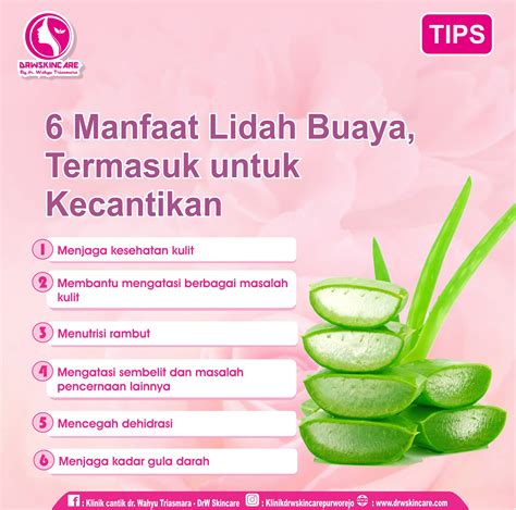 6 Manfaat Lidah Buaya, Termasuk untuk Kecantikan » DrW Skincare